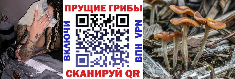 купить закладку  Буинск  Галлюциногенные грибы мицелий 